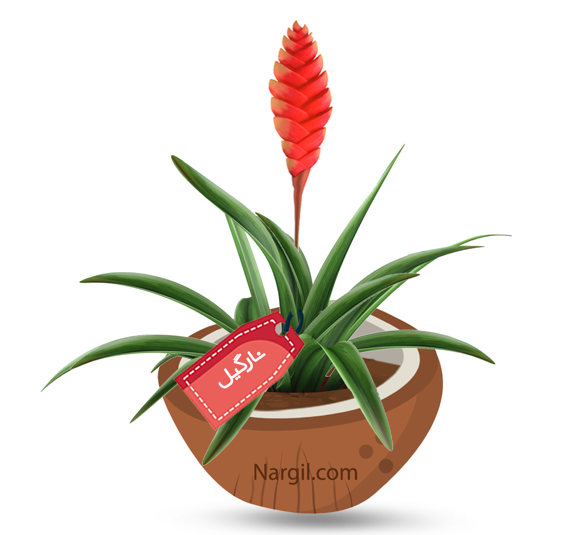  Nargil - Vriesia splendens